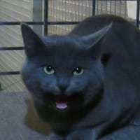 GUIMAUVE, chatte à adopter