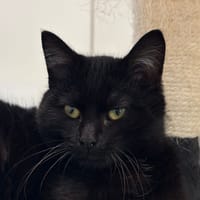 INNES, chatte à adopter