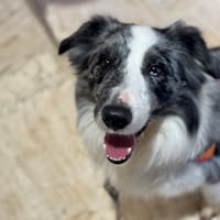 GREY ( RESERVER ), chien à adopter