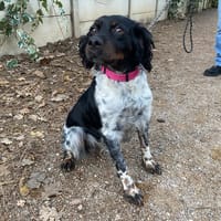Prima, chienne à adopter