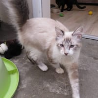 TOBIAC (réservé), chat à adopter