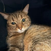 CYBELE, chatte à adopter