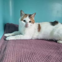 Tippie, chatte à adopter