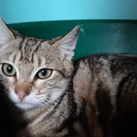 Courtine, chatte à adopter