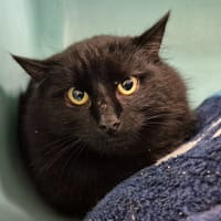 GRONK QCT, chatte à adopter