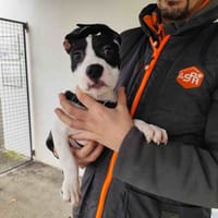 DUSTIN VAA, chien à adopter