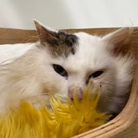 Hamlet, chat à adopter