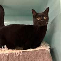 HEIDIE, chatte à adopter