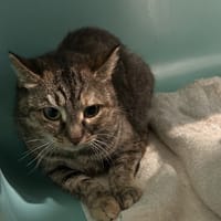 DAISY, chatte à adopter