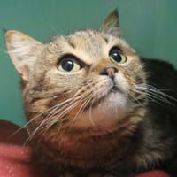 CHOUPI, chatte à adopter