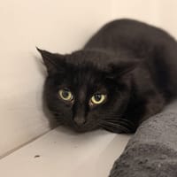 BRIOCHETTE, chatte à adopter