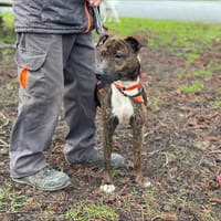 SASHIMI, chien à adopter