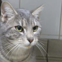 ABOU, chat à adopter