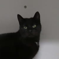 ECLIPSE, chatte à adopter