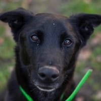 LOKI QCN, chien à adopter