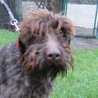 U'BEST, chien à adopter