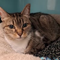 minette, chatte à adopter