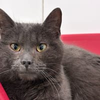 Gripoils, chat à adopter