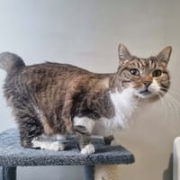 ONDINE, chatte à adopter