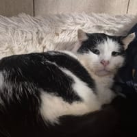 BUCHAMIAOU, chatte à adopter