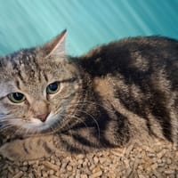 SAPHIR, chatte à adopter