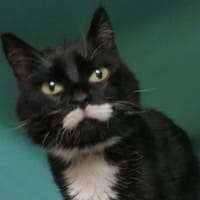 CHANTILLY, chatte à adopter