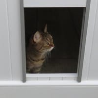 MOKA, chatte à adopter