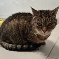 FICELLE, chatte à adopter