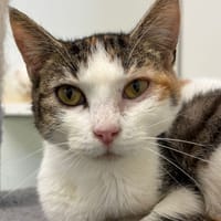 STELLA, chatte à adopter