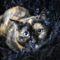 Oween, chatte à adopter