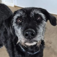 MELVA QCN, chienne à adopter