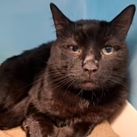 Patapouf, chat à adopter