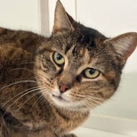 Lili, chatte à adopter