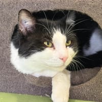 FOLLET, chat à adopter