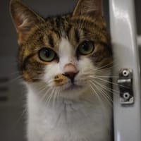 Hal, chat à adopter