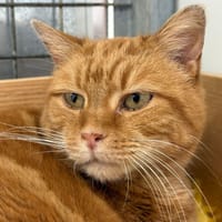 RUMBA, chatte à adopter