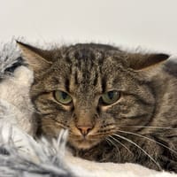 TALISA, chatte à adopter