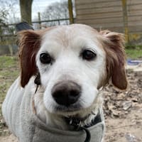 ORPHEE Réservée, chienne à adopter