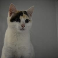 FOUGASSE (adoption en duo avec Filae) *réservée*, chatte à adopter