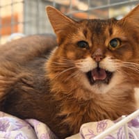 ZAMPA, chatte à adopter