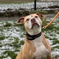 Caramel, chien à adopter