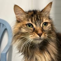 KINDRED, chatte à adopter