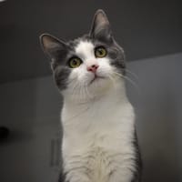 FILAE (adoption en duo avec Fougasse) *réservé*, chat à adopter