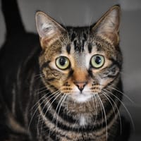 Crispy *Réservé*, chat à adopter