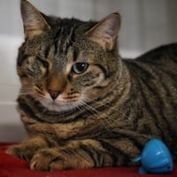 LUFFY *Réservée*, chatte à adopter