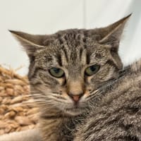 FREYJA, chatte à adopter