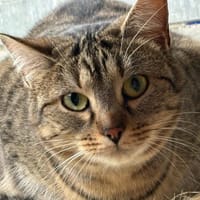 PUNCH, chatte à adopter