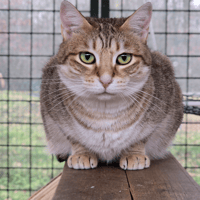 Diana, chatte à adopter