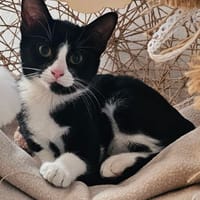 KITKAT, chatte à adopter