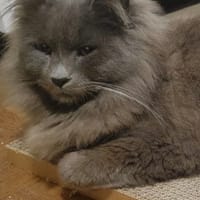 Bali Sauvagnon 3, chat à adopter